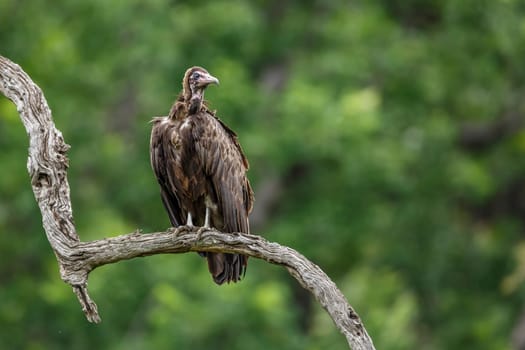 Hooded vulture standing on tree branch in Kruger National park, South Africa ; Specie family Necrosyrtes monachus of Accipitridae