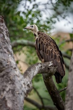 Hooded vulture standing on tree branch in Kruger National park, South Africa ; Specie family Necrosyrtes monachus of Accipitridae