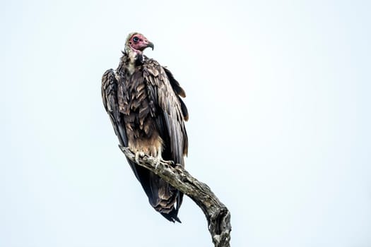 Hooded vulture isolated in white background in Kruger National park, South Africa ; Specie family Necrosyrtes monachus of Accipitridae