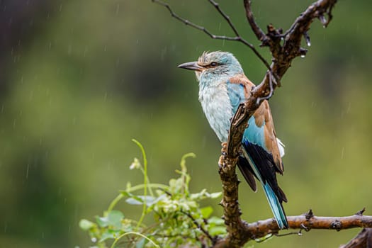 European Roller standing under the rain isolated in natural background in Kruger National park, South Africa ; Specie Coracias garrulus family of Coraciidae