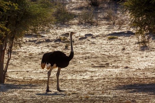African Ostrich male standing backlit in dry land in Kgalagadi transfrontier park, South Africa ; Specie Struthio camelus family of Struthionidae