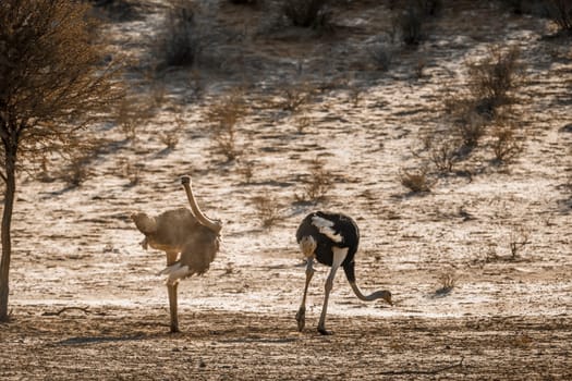 African Ostrich couple in dry land habitat in Kgalagadi transfrontier park, South Africa ; Specie Struthio camelus family of Struthionidae