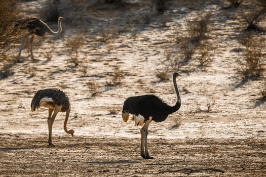 African Ostrich couple in dry land habitat in Kgalagadi transfrontier park, South Africa ; Specie Struthio camelus family of Struthionidae