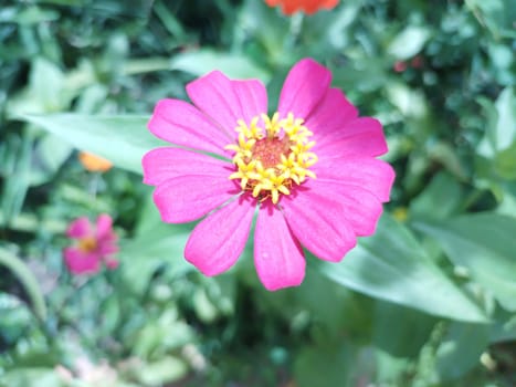 Beautiful and powerful zinnia elegans flower photo. High quality photo