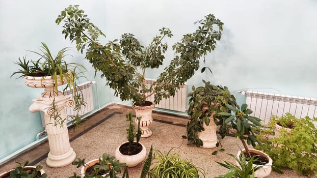 Interior with different green house flowers in pots on the floor. Winter garden in empty hall