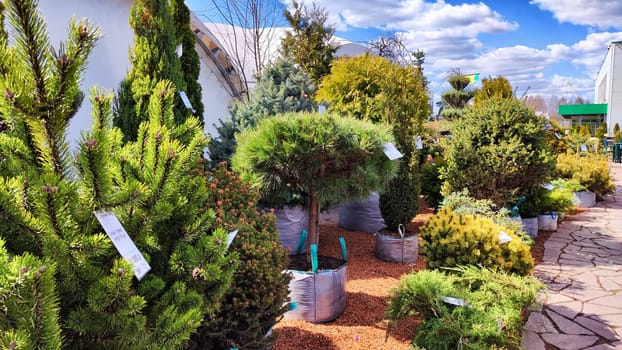 Kirov, Russia - April 23, 2023: Garden centre, plant nursery. Shopping center for the sale of plants, trees, flowers for garden. Early spring or summer day