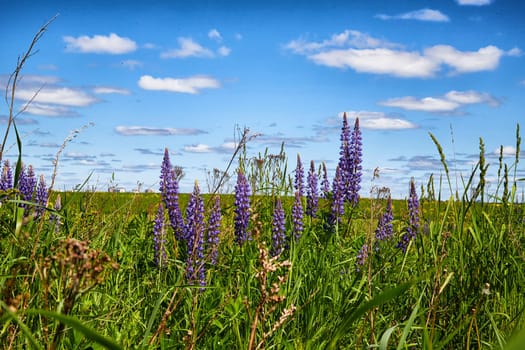 Nature and landscape with green meadow or field, purple lupine flowers in foreground and blue sky with clouds in the background. Time of spring or early summer