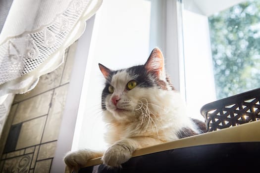 A black and white cat lies on the windowsill in cardboard box and the light from the window