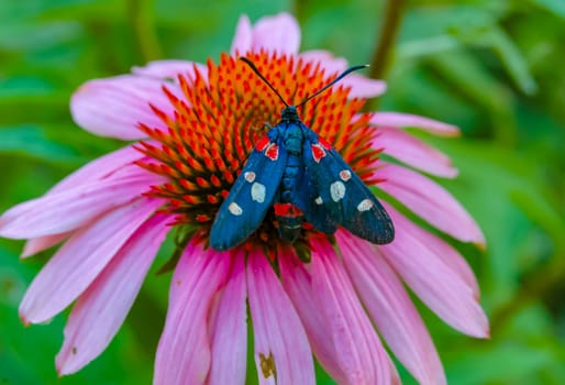 burnet moth (Zygaena ephialtes), butterflies sit on an echinacea flower and drink nectar