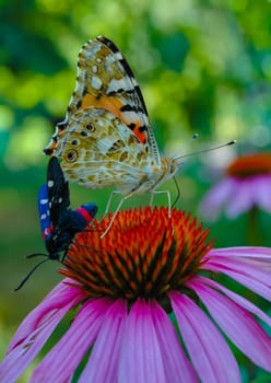 Painted lady (Vanessa cardui) and  burnet moth (Zygaena ephialtes), butterflies sit on an echinacea flower and drink nectar