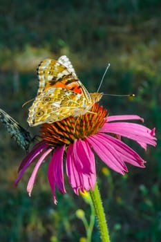 Painted lady (Vanessa cardui), butterfly sits on an Echinacea purpurea flower and drinks nectar