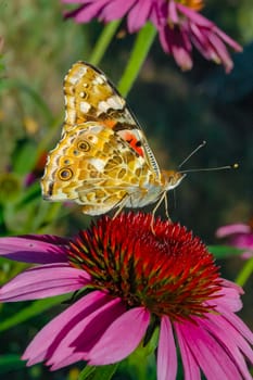 Painted lady (Vanessa cardui), butterfly sits on an Echinacea purpurea flower and drinks nectar