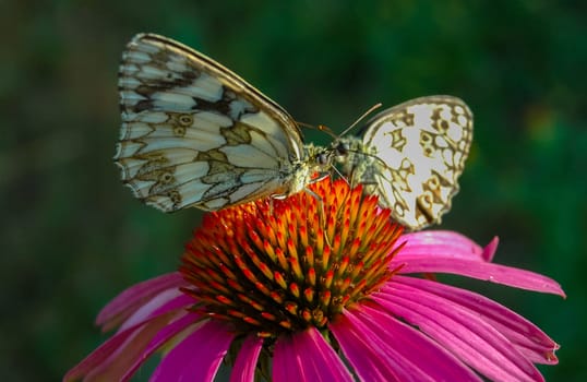 Marbled white (Melanargia galathea), butterflies sit on an echinacea flower and drink nectar