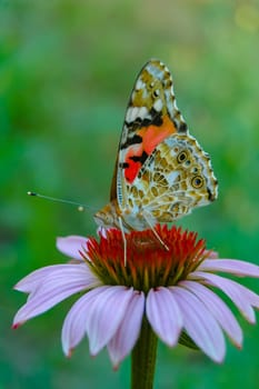 Painted lady (Vanessa cardui), butterfly sits on an Echinacea purpurea flower and drinks nectar