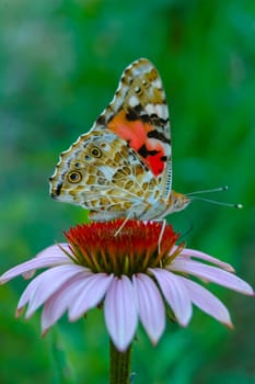 Painted lady (Vanessa cardui), butterfly sits on an Echinacea purpurea flower and drinks nectar