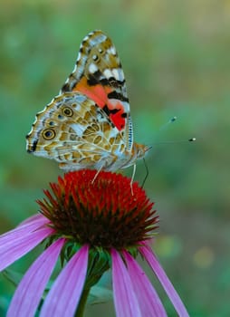 Painted lady (Vanessa cardui), butterfly sits on an Echinacea purpurea flower and drinks nectar