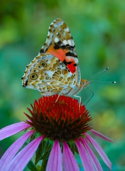 Painted lady (Vanessa cardui), butterfly sits on an Echinacea purpurea flower and drinks nectar