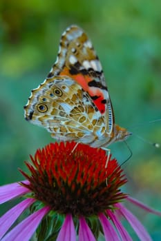 Painted lady (Vanessa cardui), butterfly sits on an Echinacea purpurea flower and drinks nectar