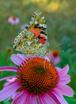 Painted lady (Vanessa cardui), butterfly sits on an Echinacea purpurea flower and drinks nectar