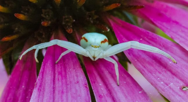 Goldenrod crab spider (Misumena vatia), a spider sits in ambush on the petals of an echinacea flower