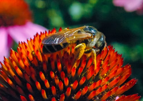 Alfalfa leafcutting bee (Megachile rotundata), insect collects nectar on echinacea flower