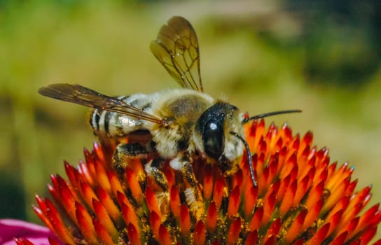 Alfalfa leafcutting bee (Megachile rotundata), insect collects nectar on echinacea flower