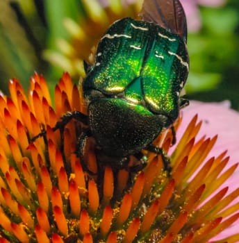 Green rose chafer (Cetonia aurata), a beetle collects and eats pollen and nectar on an echinacea flower