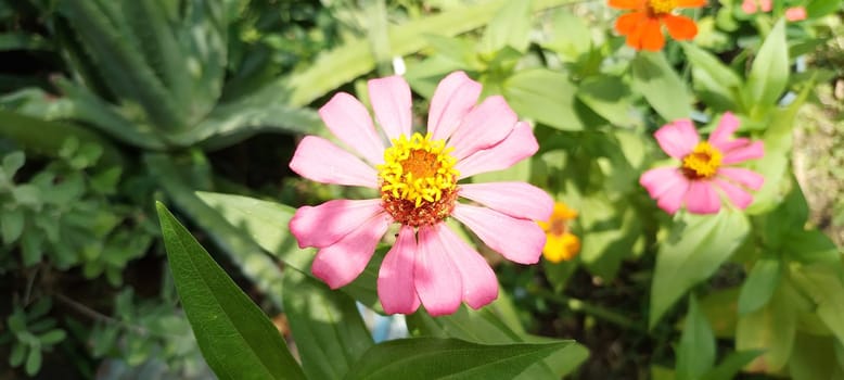 Fantastic and powerful zinnia elegans flower photo. High quality photo