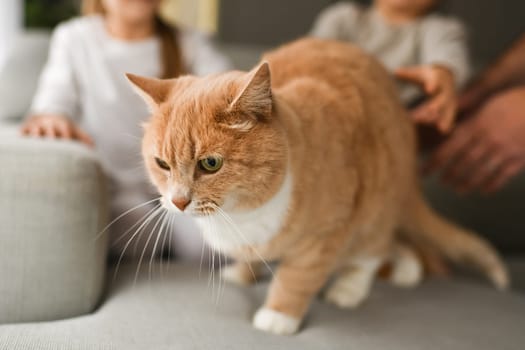 A ginger cat on the couch with family