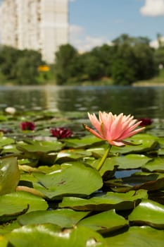 Beautiful Kiev city park lake of lotuses against background of urban city with many multi-colored water lilies in green European capital. Concept of nature in metropolis