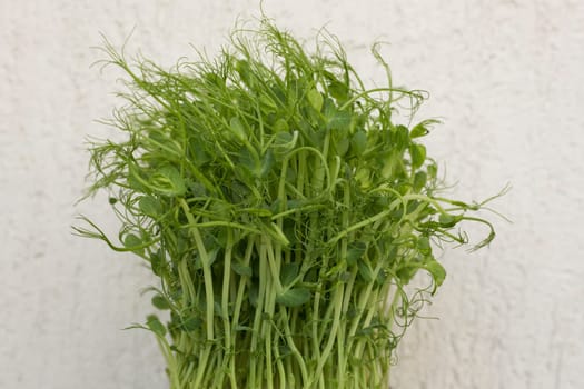 Close-up of peas microgreens with seeds and roots. Sprouting Microgreens. Seed Germination at home. Vegan and healthy eating concept. Micro greens. Growing sprouts