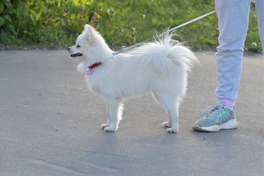 Moscow, Russia - 17 May. 2022. White Pomeranian during a walk with the owner