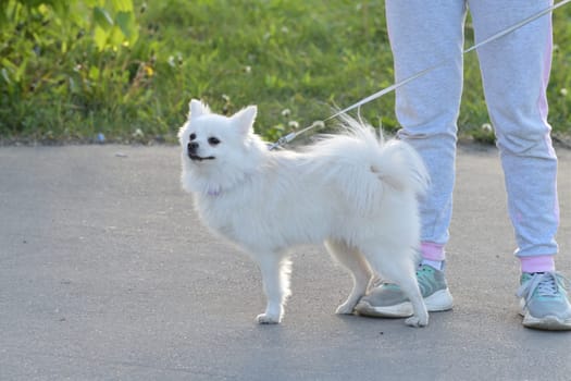 Moscow, Russia - 17 May. 2022. White Pomeranian during a walk with the owner