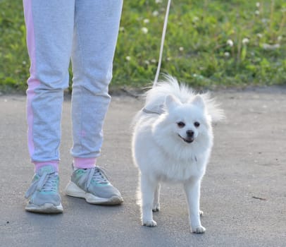 Moscow, Russia - 17 May. 2022. White Pomeranian during a walk with the owner