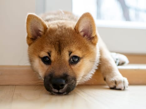 Portrait of cute Shiba Inu small dog, puppy, Close up. Dogecoin. Red-haired Japanese dog smile portrait. Illuminating color, cryptocurrency, electronic money. High quality photo for postcard