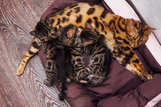 Adorable golden bengal mother-cat feeds her little kittens with breast on the cat's pillow