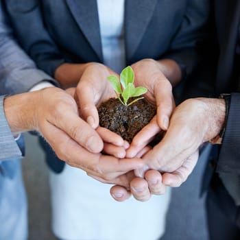 Hands, business people or group with seedling, plant or together for support, helping hand and trust in office. Men, women and sustainable startup with soil, solidarity and teamwork for development.
