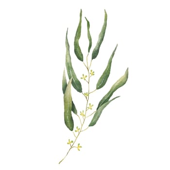 Watercolor Eucaliptus branch drawing. Hand drawn illustration with eucalyptus leaves isolated on white background. Floral herbal image of green plant.