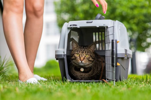 A gray striped cat lies in a carrier on the green grass in the open air next to the feet of the owner