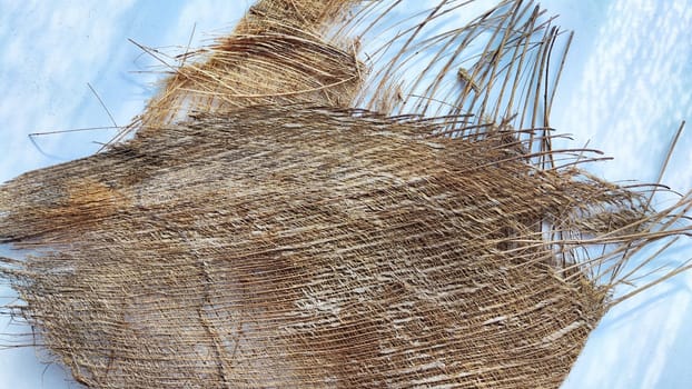Brown dry palm tree trunk from jungle with interesting texture, background, details. Abstract background, frame, copy space