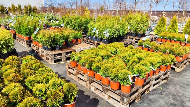 Kirov, Russia - April 23, 2023: Garden centre, plant nursery. Shopping center for the sale of flowers for garden in early spring or summer day