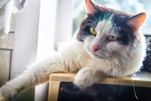 A black and white cat lies on the windowsill in cardboard box and the light from the window