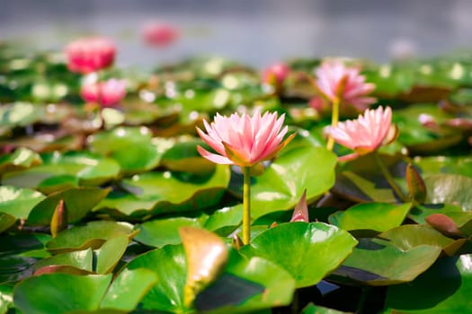 Beautiful pink water lily flowers blooming among green leaves. Nymphaea lotus concept of nature sunlight on lake or pond