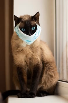 Cat in protective facial mask during quarantine