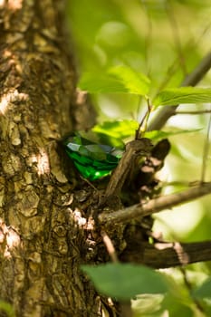 Glittering green magical crystal emerald in the forest, diamond