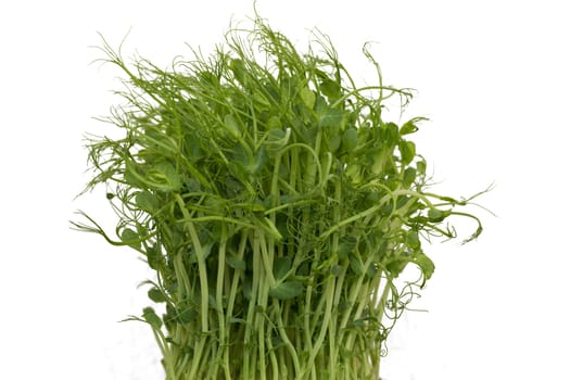 Close-up of peas microgreens with seeds and roots. Sprouting Microgreens. Seed Germination at home. Vegan and healthy eating concept. Micro greens. Growing sprouts. Isolated on white background