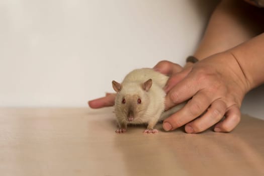 Little cute domestic rat point colour standing on his hind legs, pat in caring hands of owner