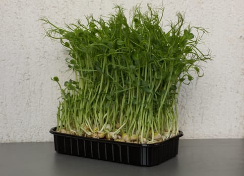 Close-up of peas microgreens with seeds and roots. Sprouting Microgreens. Seed Germination at home. Vegan and healthy eating concept. Micro greens. Growing sprouts