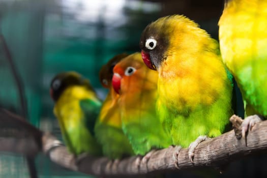 Group of green small parrots sitting on a branch