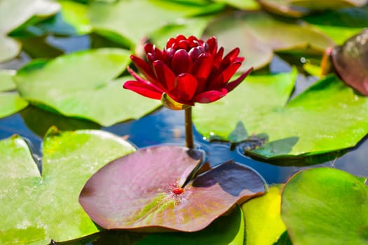Black Princess Water Lily among green leaves in Pond or lake, dark red Nymphaea lotus concept of nature